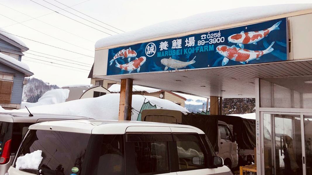 Marusei Koi Farm entrance