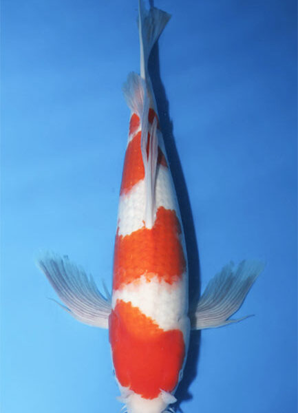 Nisai Butterfly Kohaku from Suda Koi Farm