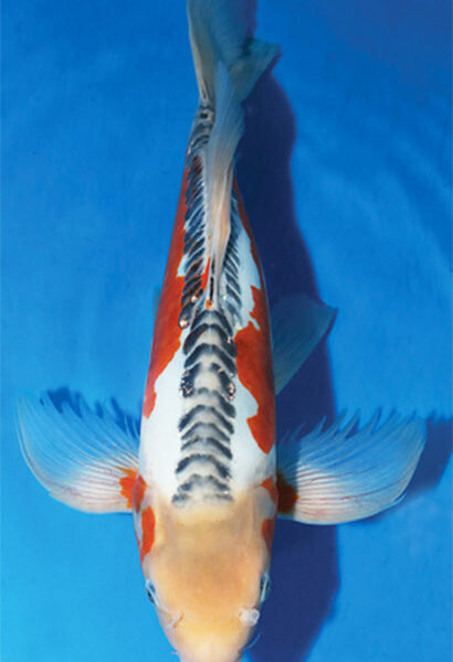 Nisai Shusui Butterfly Koi From Suda Koi Farm