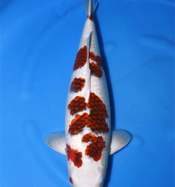 Nisai Goromo Marusei Koi Farm