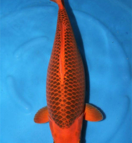 Nisai Matsuba Marusei Koi Farm