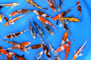 13-17-cm Japanese koi mix Oofuchi Koi Farm