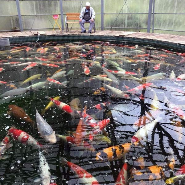 Maruhiro Koi Farm Greenhouse