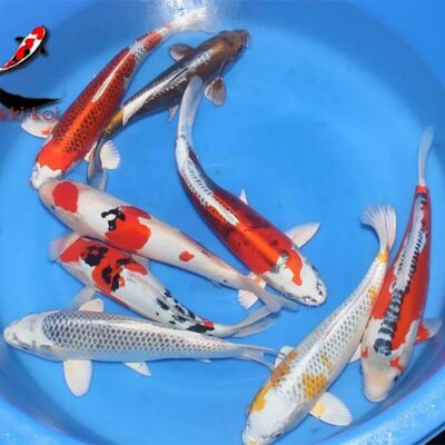 Nisai Japanese Koi Oyaji Koi Farm