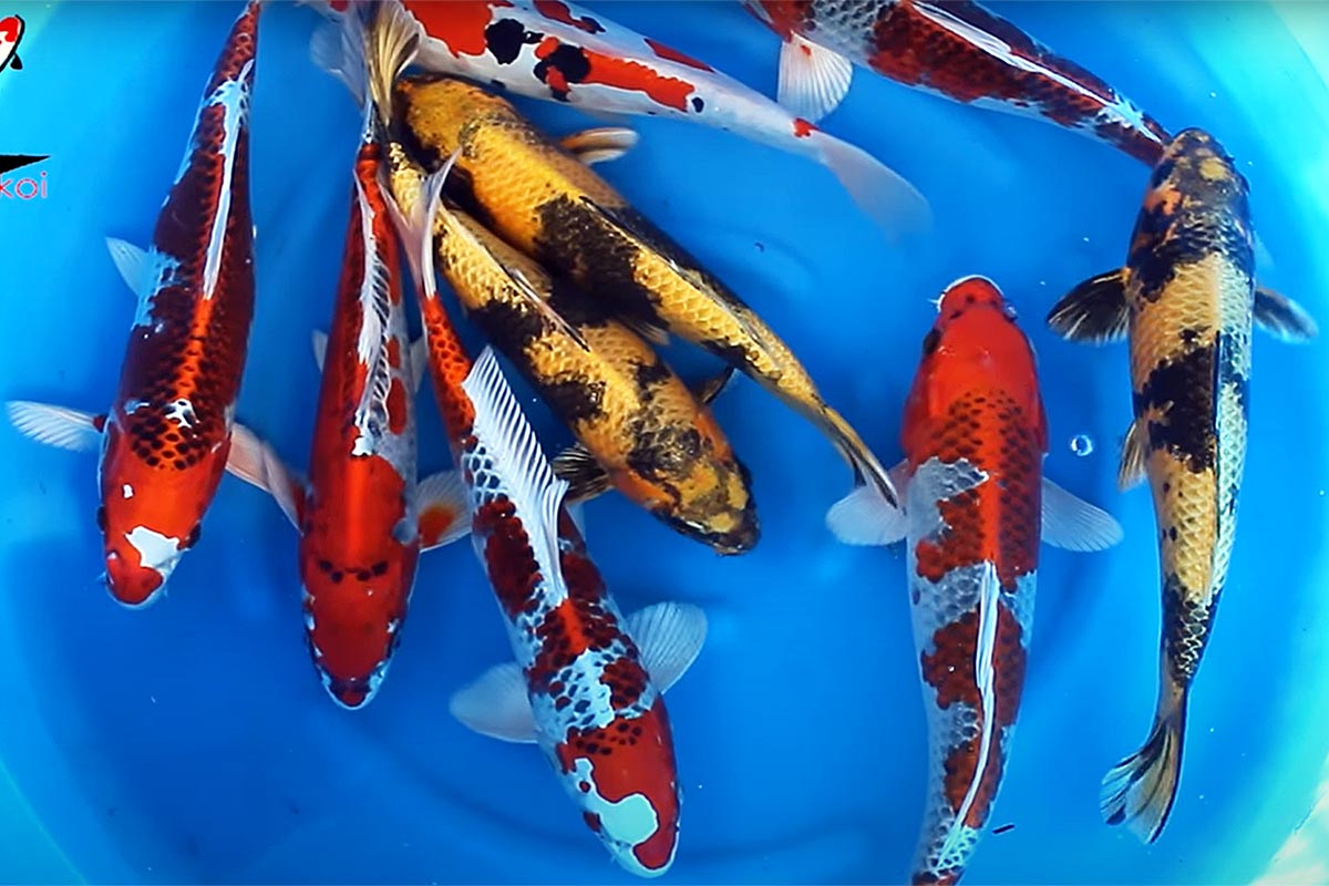 Nisai Japanese Koi From Tsuna Koi Farm