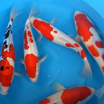 nisai doitsu gosanke Maruhide Koi Farm