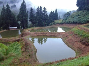 Oyaji Koi Farm ponds