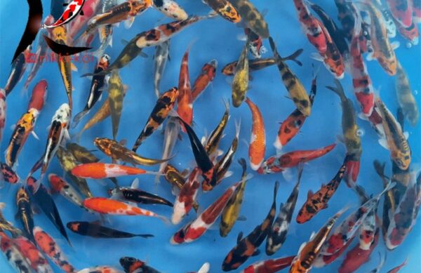 10-12cm Japanese Koi For Sale From Isa Maruyo Koi Farm
