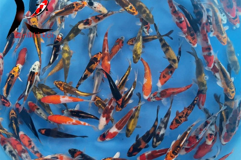 10-12cm Japanese Koi For Sale From Isa Maruyo Koi Farm