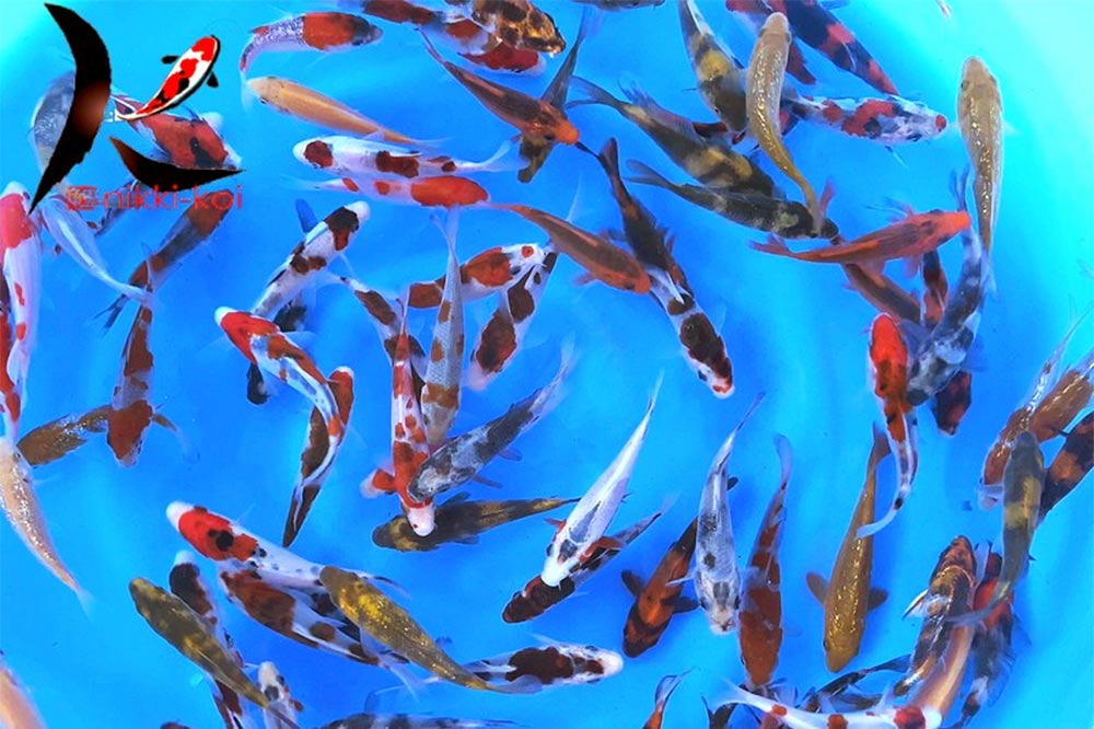 10-12 cm Japanese Koi for sale from Otsuka Koi Farm