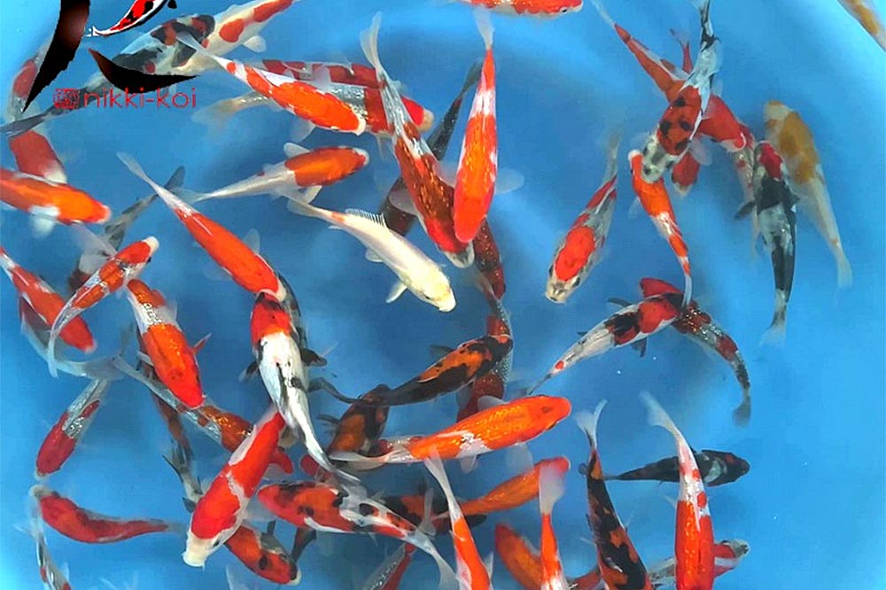 10-12cm Japanese koi from Hiroi Koi Farm