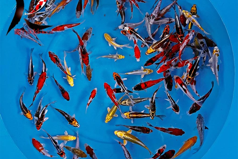 10-12cm-japanese-koi-ikarashi 10-12 cm Japanese koi from Ikarashi Ozumi Koi Farm