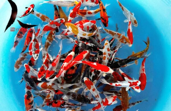 12-14 cm Japanese Koi for sale from Kase Koi Farm
