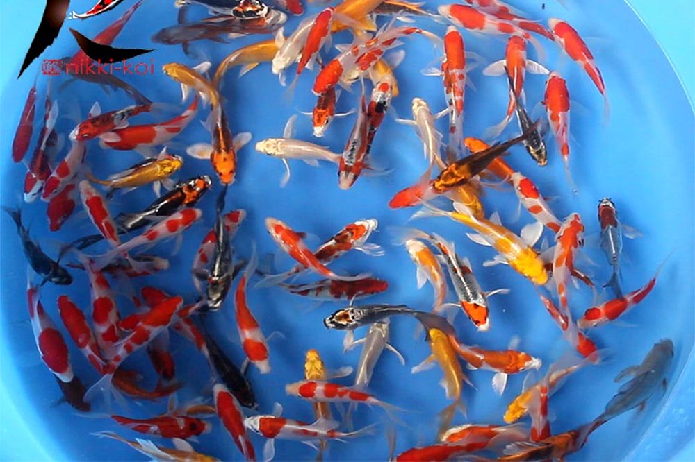 12-15 cm butterfly koi for sale from Suda Koi Farm