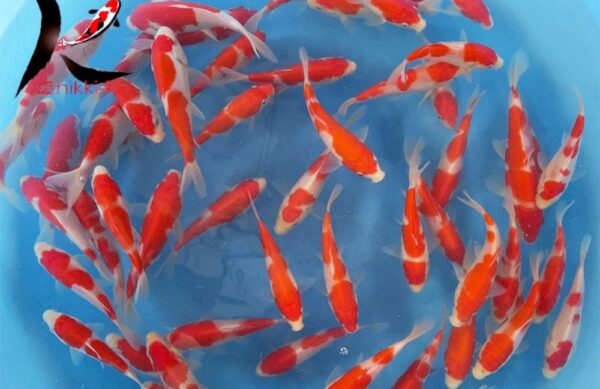 12-15 cm Kohaku Japanese Koi From Marudo Koi Farm