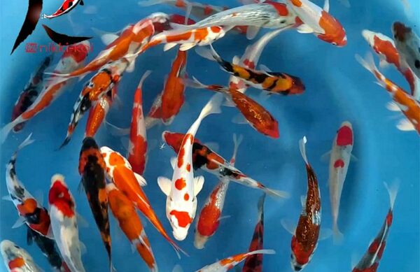 13-15cm Japanese Koi from for sale from Hiroi Koi Farm