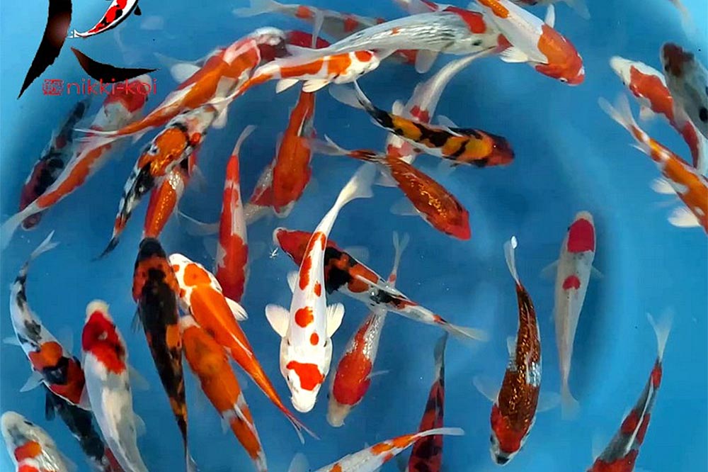 13-15cm Japanese Koi from for sale from Hiroi Koi Farm