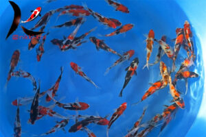 15-18 cm Showa Japanese Koi From Sekiguchi Koi Farm