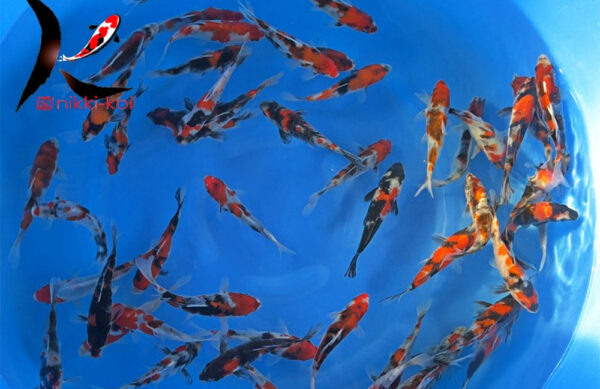 15-18 cm Showa Japanese Koi From Sekiguchi Koi Farm