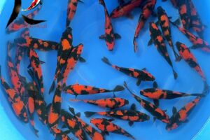 18-20 cm Hi Utsuri Japanese Koi from Marusei Koi Farm