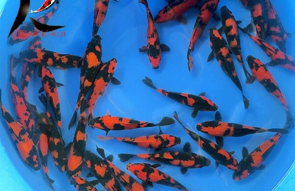 18-20 cm Hi Utsuri Japanese Koi from Marusei Koi Farm