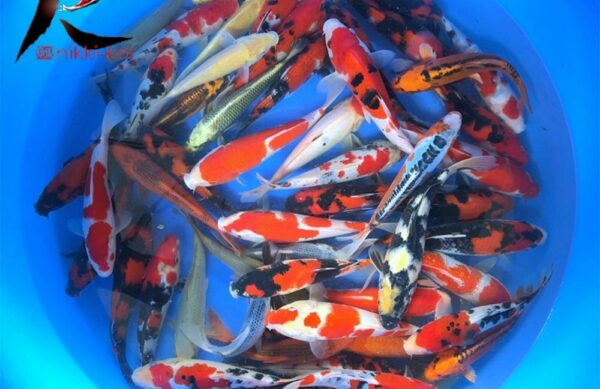 20-23 cm Japanese Koi for sale from Marusei Koi Farm