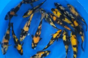 30cm Ki Utsuri Japanese Koi From Otsuka Koi Farm