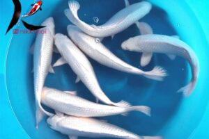35-40 cm Platinum Ogon Japanese Koi From Chogoro Koi Farm