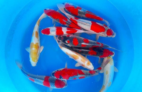 Goshiki & Hariwake Nisai Japanese Koi from Oofuchi Koi Farm