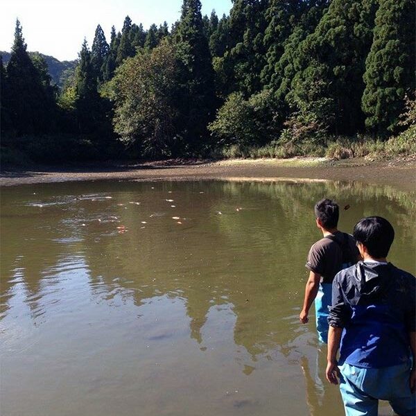 Sekiguchi Koi Farm Pond