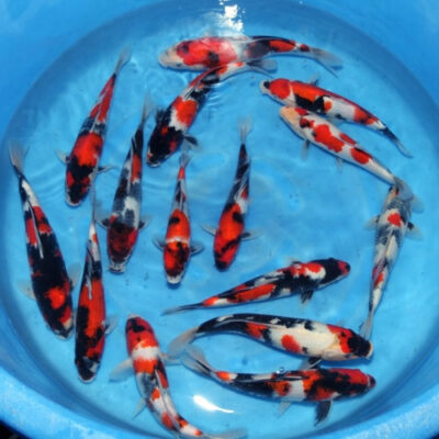 Sekiguchi Showa Japanese Koi