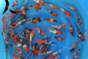 13-15 cm Ginrin Showa Japanese Koi