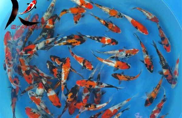 13-15 cm Ginrin Showa Japanese Koi