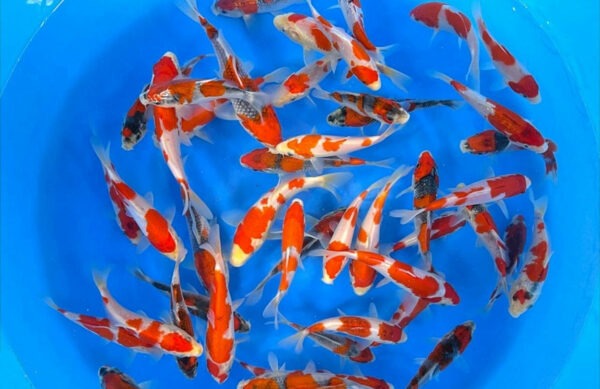 Tosai Goshiki Japanese Koi From Kanno Koi Farm