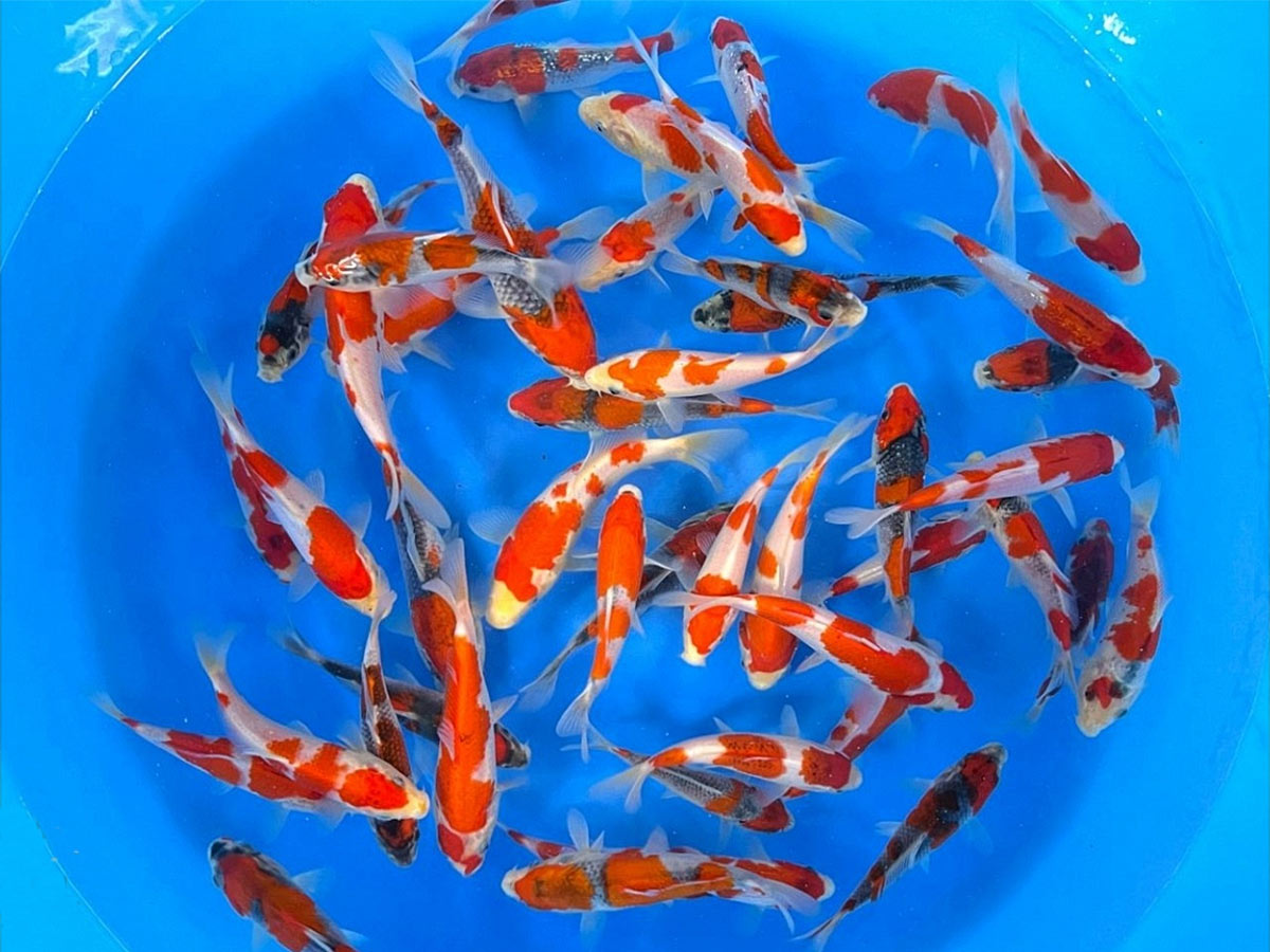 Goshiki Koi Goshiki Koi Discover The Dazzling 5 Color Goshiki Koi A