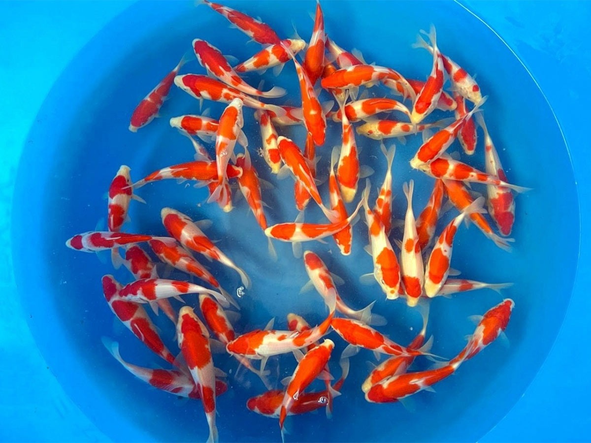 Tosai Kohaku from Marudo Koi Farm