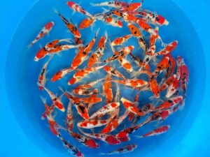 Tosai Sanke from Marudo Koi Farm