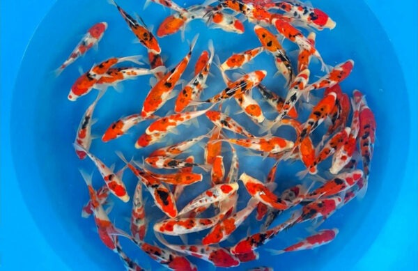 Tosai Sanke from Marudo Koi Farm