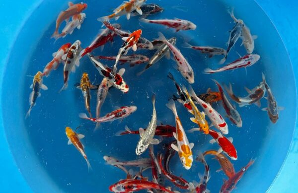 Tosai mix from Yamazaki Koi Farm