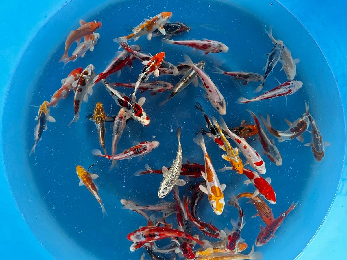 Tosai mix from Yamazaki Koi Farm