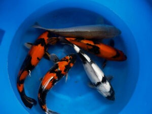 Nisai Japanese Koi from Marusei Koi Farm