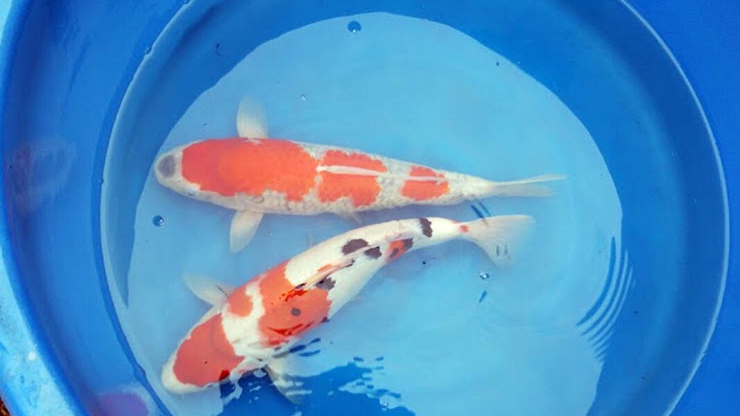 Miyako Koi Farm