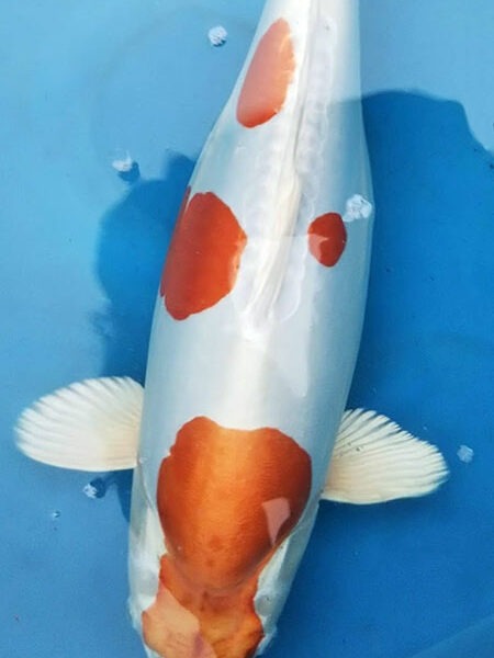 Miyako Koi Farm Kikusui