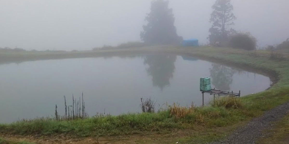 Miyako Koi Farm Mud Pond