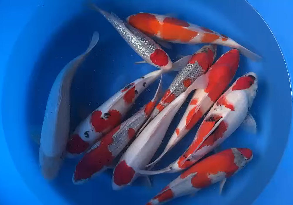 Pond Plants Hydrosphere The Koi Pond Experts Pond Plants Hydrosphere The Koi Pond Experts