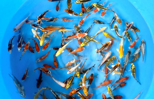 10-12 cm Japanese koi mix from Ikarashi Ozumi farm