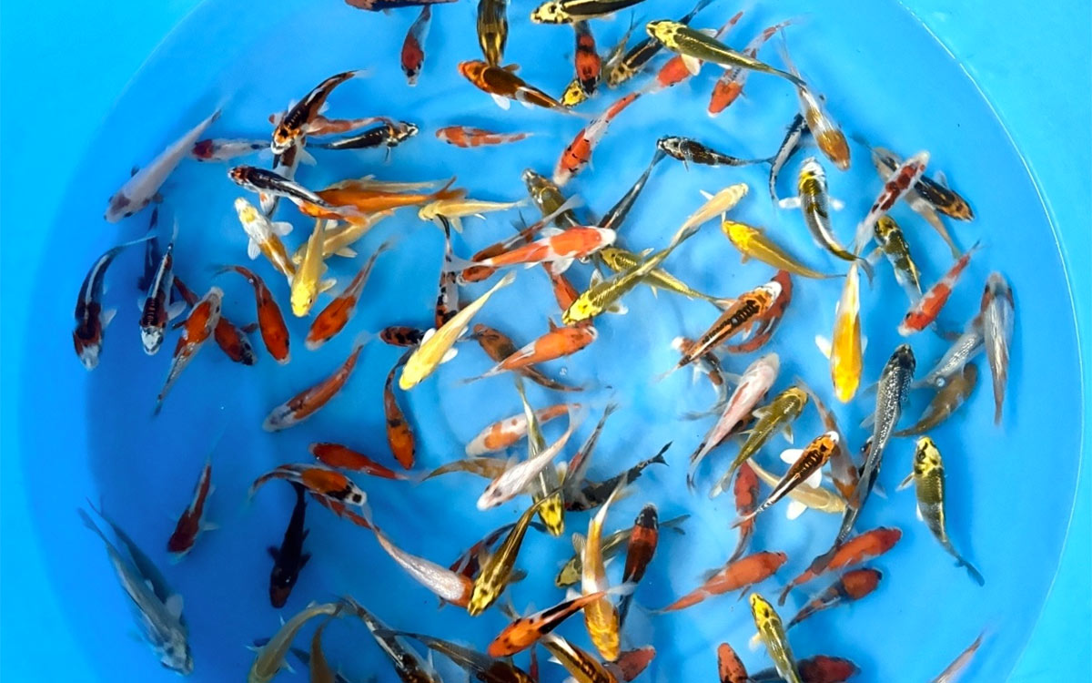 10-12 cm Japanese koi mix from Ikarashi Ozumi farm