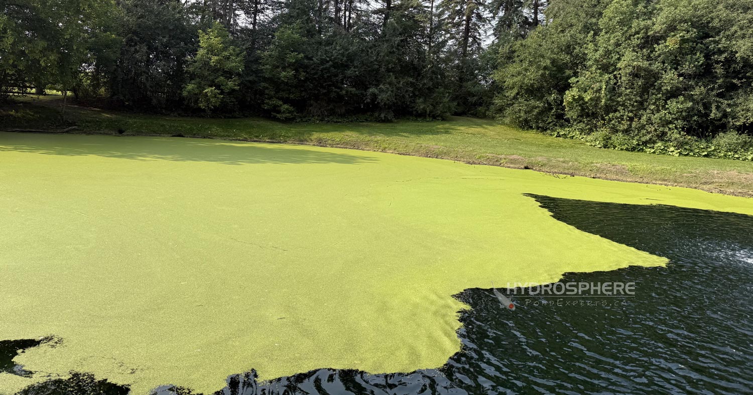 duckweed in large pond