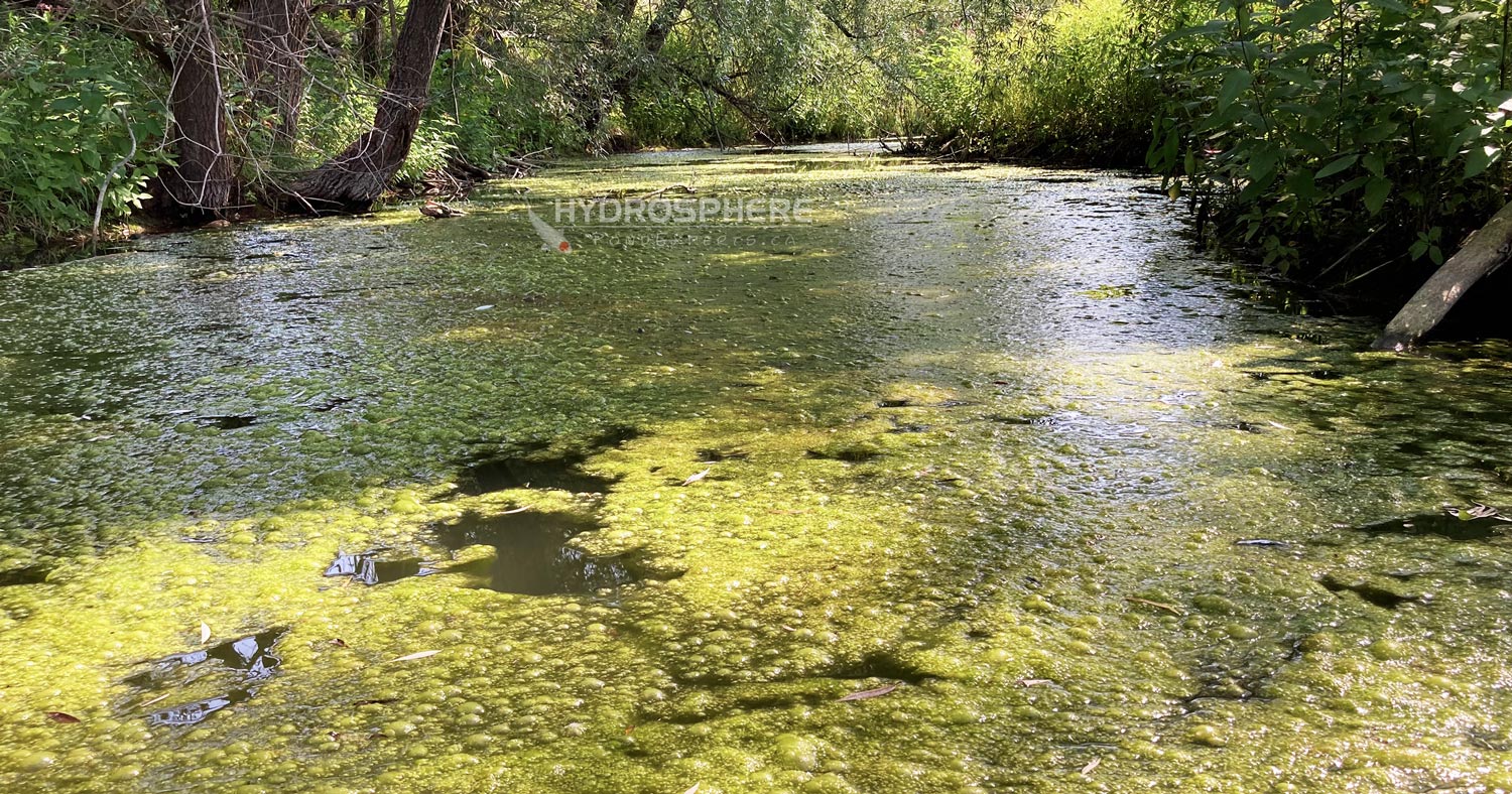 filamentous algae, pond scum