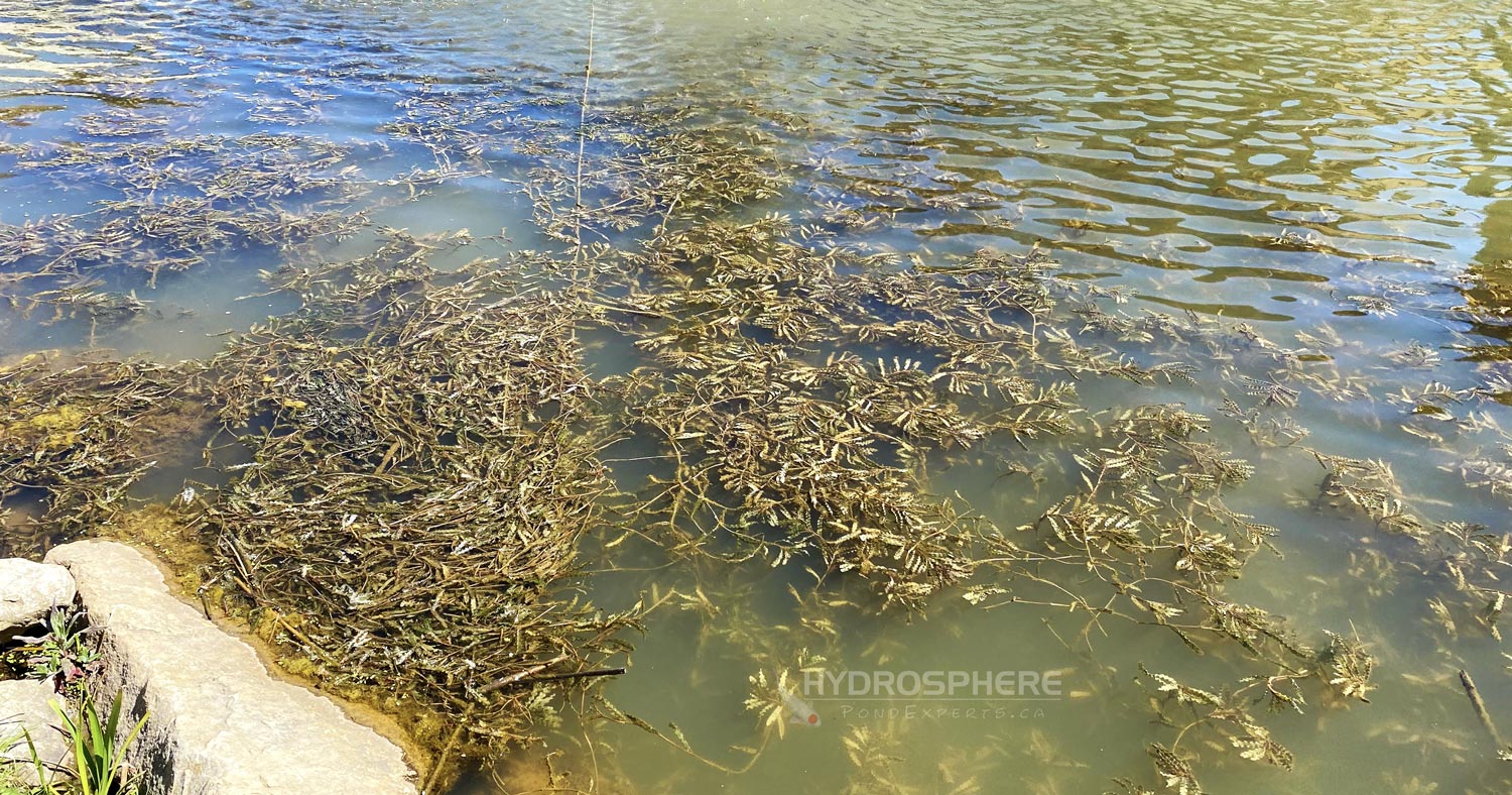 pondweed phosphate